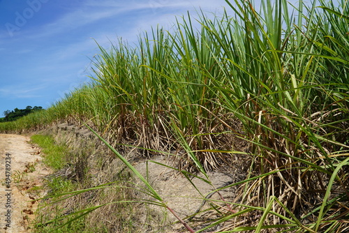 Monoculture of sugar cane in the whole northeast of Brazil. View of sugar cane plantation countryside near Porto de Galinhas  Pernambuco  Brazil.