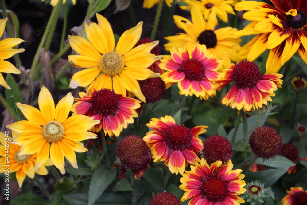 Fototapeta premium yellow and red flowers, Banff National Park, Alberta