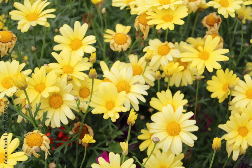 Fototapeta premium yellow flowers background