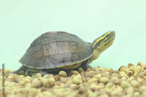 An Amboina Box Turtle or Southeast Asian Box Turtle is basking before starting his daily activities. This shelled reptile has the scientific name Coura amboinensis.  photo