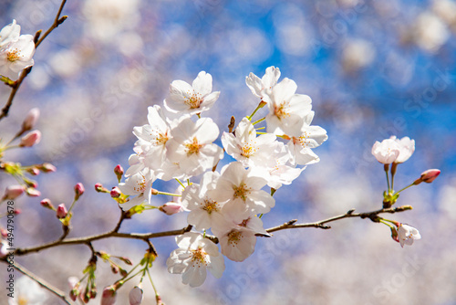 満開の桜と桜の蕾と青空 日本 