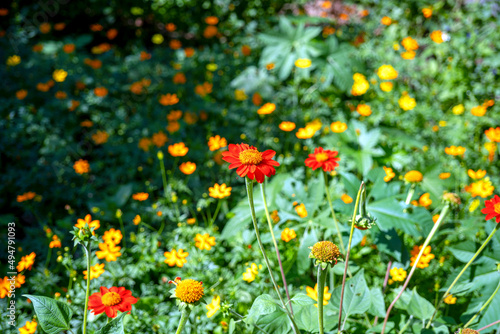 Zinnia flowers, yellow and red and pink Zinnia flowers blooming in the garden, Youth-and-old-age flowers