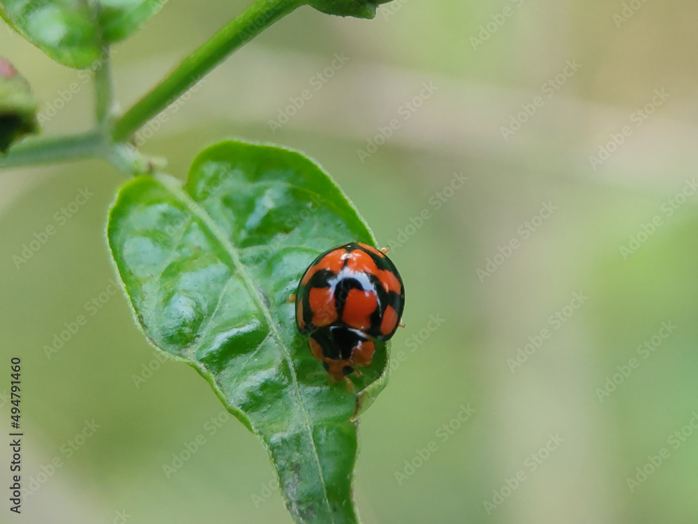 Diekeana admirabilis is a species of beetle in the family Coccinellidae, formerly placed in the genus Epilachna.
