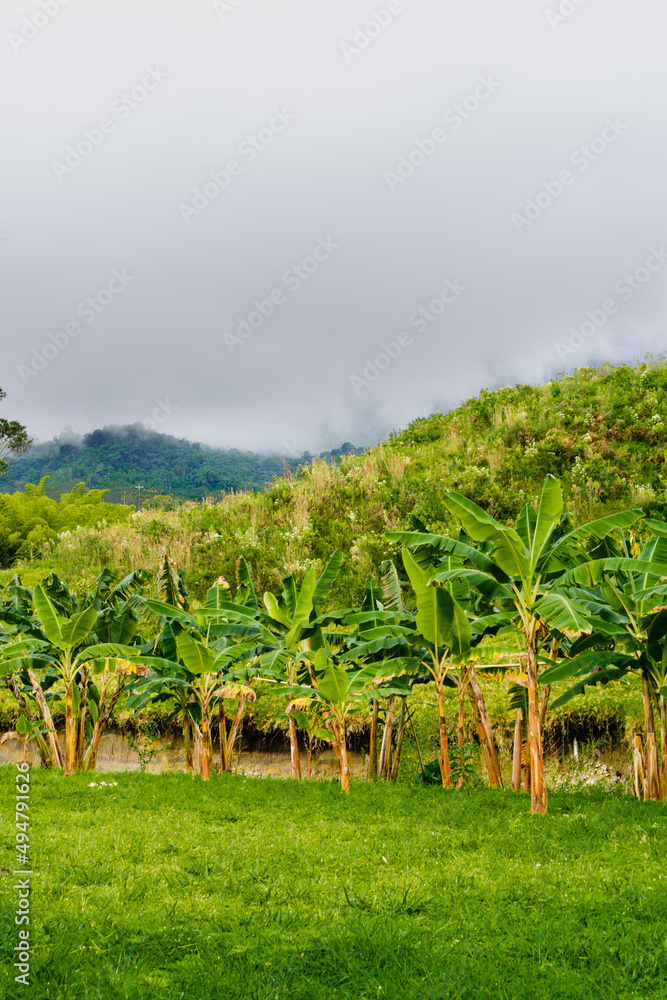 landscape of banana trees in Colombia with mountains. vertical photo landscape of banana trees in Colombia with mountains. vertical photo