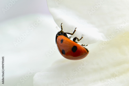 Ice Daffodil Ladybug 06