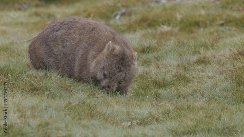 high frame rate front view of a common wombat grazing grass at ronny creek on a rainy day at cradle mountain national park in tasmania, australia photo