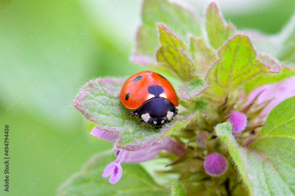 Fototapeta premium Ladybug Nettle 03