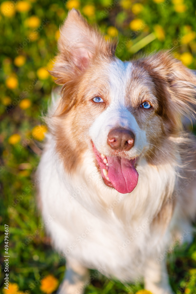 Australian Shepherd sitting on a dandelion field and stuck out its tongue funny