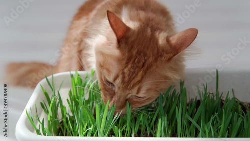 Red cat on a spring sunny day eats green grass grown in a flowerpot, vegetarian food green grass sprouts for a red cat vitamins in spring.