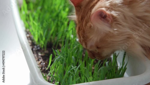 grass, cat, cute, pet, food, eat, cheerful, portrait, Red cat on a spring sunny day eats green grass grown in a flowerpot, vegetarian food green grass sprouts for a red cat vitamins in spring.