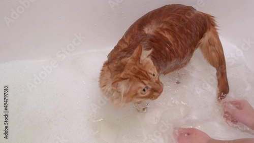 The girl washes with soap, a cute red cat and scatters water drops from the shower. Pet care fluffy red cat, wet meows and tries to escape from the bath.