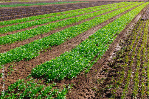 Closeup of green organic arugula on large plantation in sunny day