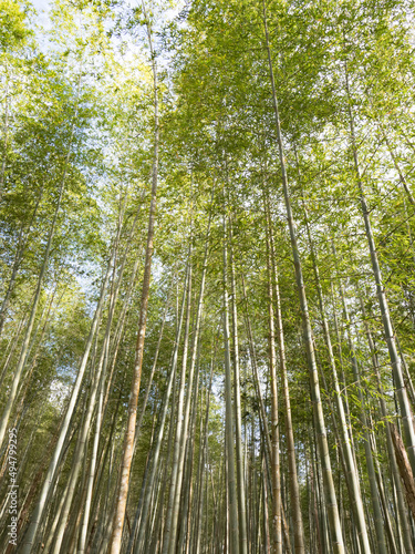 The beautiful bamboo forest in chiayi  Taiwan.