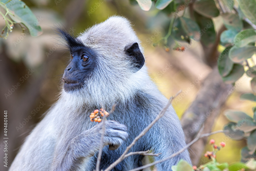 Fototapeta premium Grey Langur face