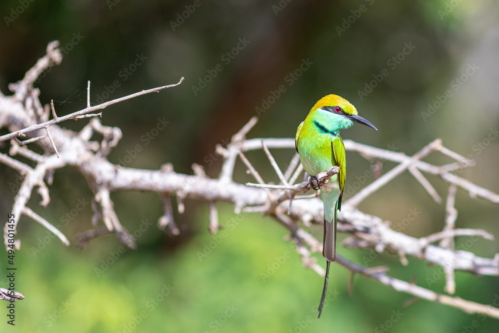 Obraz premium bee eater