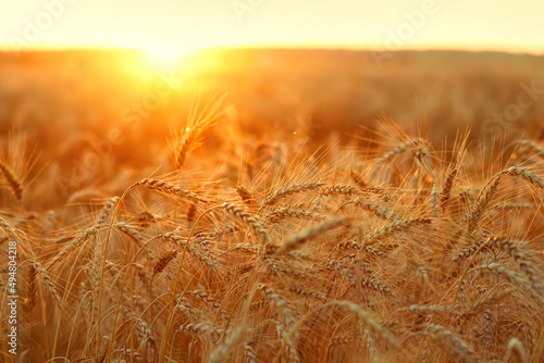 Background of ripening ears of yellow wheat. The field against the background of the sunset is a cloudy orange sky. Rays on the horizon in a rural meadow. The idea of a rich harvest