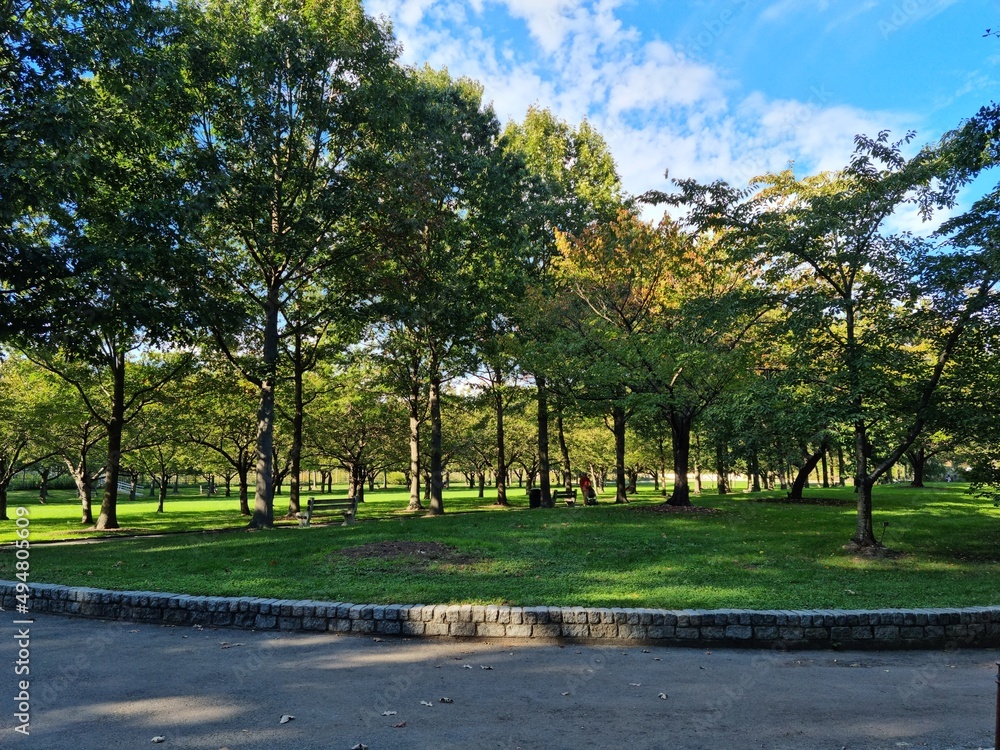 Thin trees in the park
