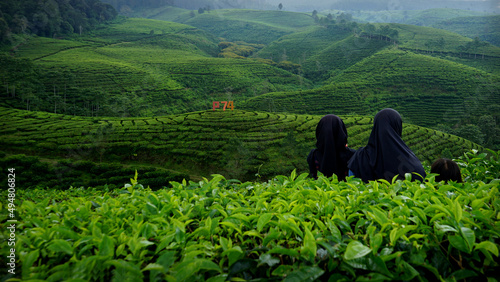 enjoy the fresh air and green views of the Kertowono tea garden, in the Guci Alit sub-district, Lumajang, East Java, Indonesia (selective focus) photo