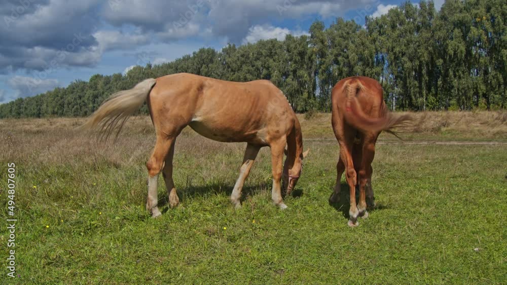 Horse chewing grass in the beautiful field Horse chewing grass in the beautiful field