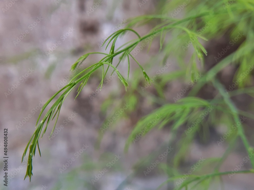 Shatavari or asparagus racemosus plant and soft leaves background. It is a plant used in traditional Indian medicine. The root is used to make medicine. It has many health benefits.