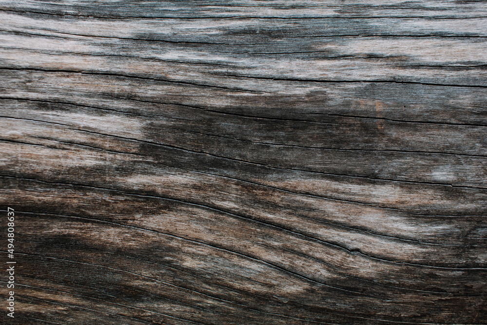 Fototapeta premium Beautiful natural patterns and textures of daytime gray and brown bark. use for background