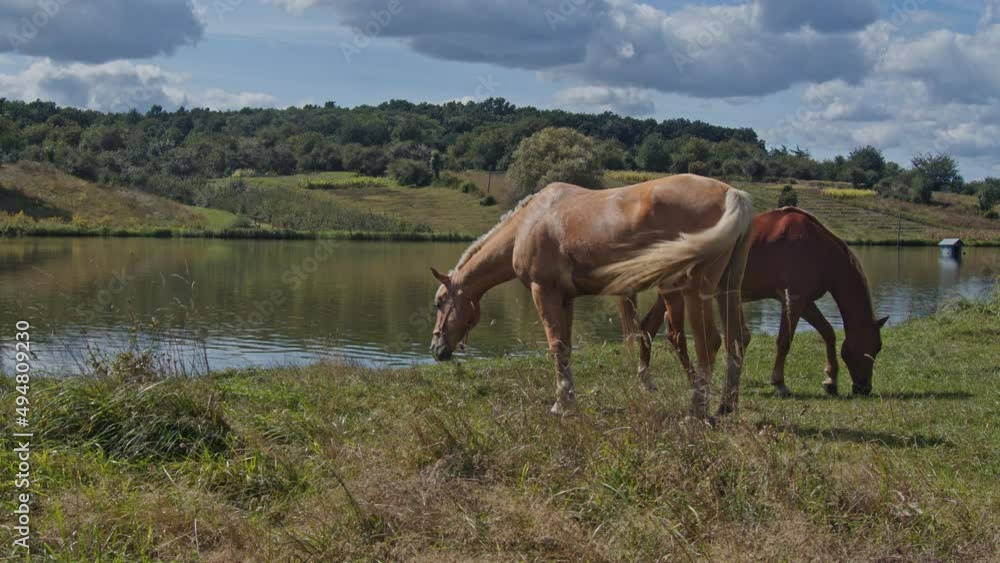 Horse chewing grass in the beautiful field Horse chewing grass in the beautiful field