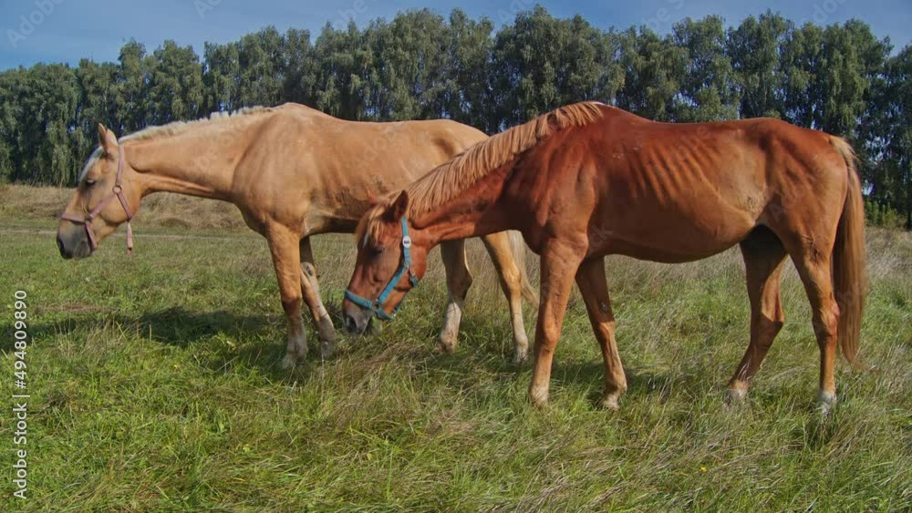 Horse chewing grass in the beautiful field Horse chewing grass in the beautiful field