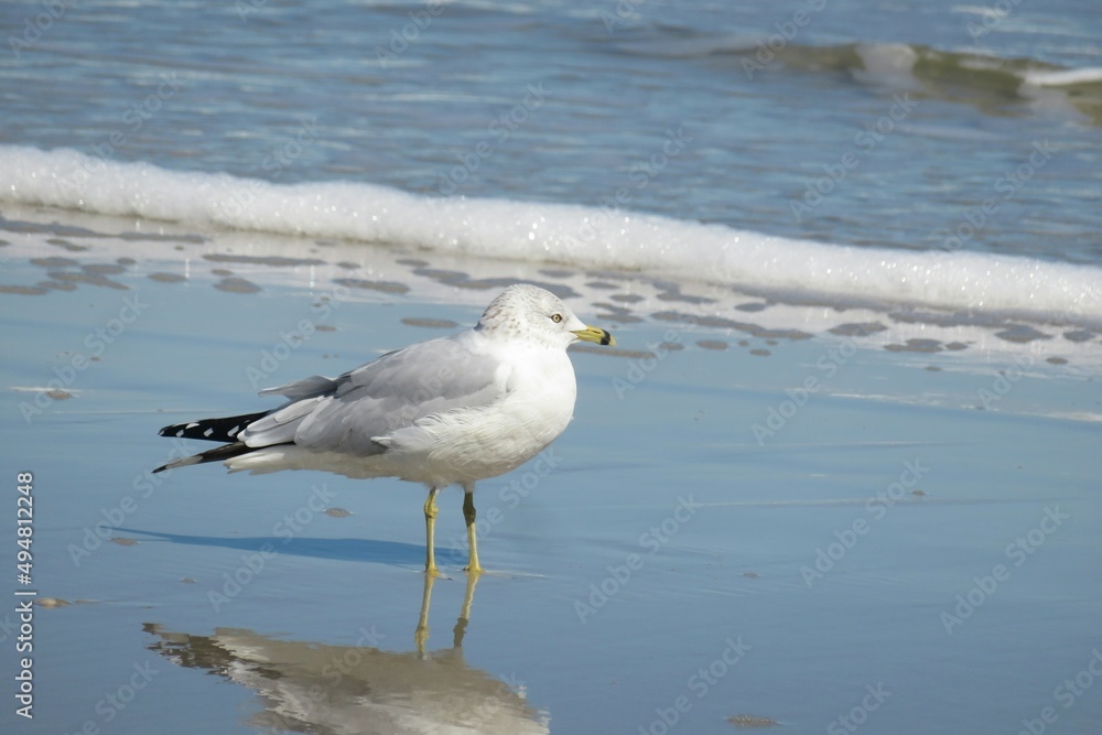 Seagull on ocean background in Atlantic coast of North Florida Seagull on ocean background in Atlantic coast of North Florida