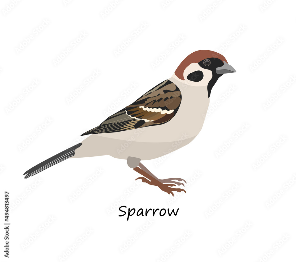 Fototapeta premium Eurasian tree sparrow isolated on white background. Vector illustration