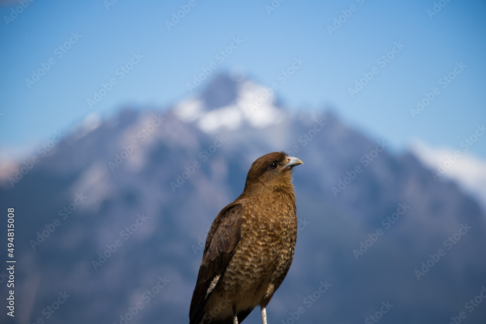 Fototapeta premium AVES