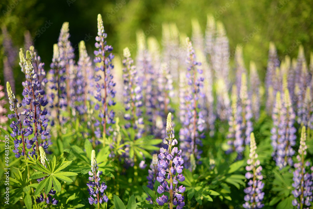 lupine flowers on a Sunny day, blurred background, a clearing of flowers in blue and purple shades of color, a blooming garden lupine flowers on a Sunny day, blurred background, a clearing of flowers in blue and purple shades of color, a blooming garden
