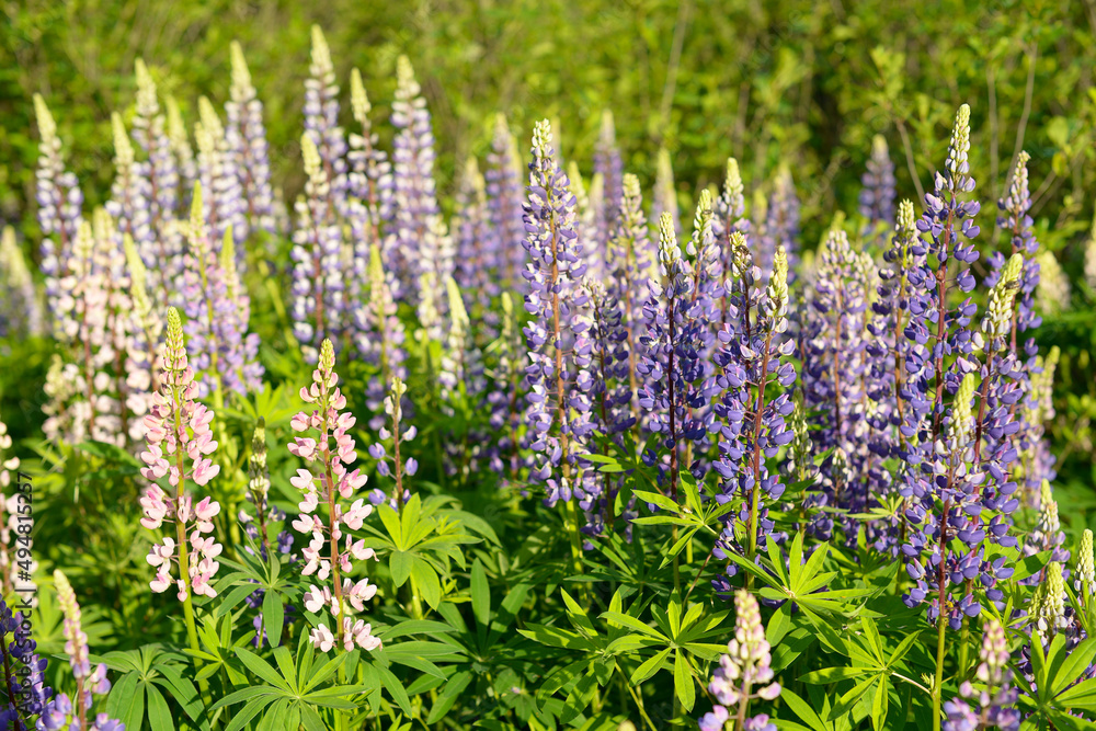 Fototapeta premium Lupines in a neglected garden, a glade of flowers in blue, pink and lilac. Summer flowers in the forest