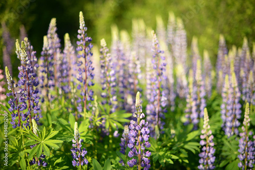 lupine flowers on a Sunny day  blurred background  a clearing of flowers in blue and purple shades of color  a blooming garden