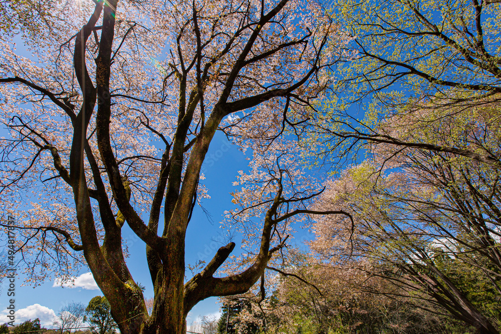見頃の満開の桜と青空 日本 見頃の満開の桜と青空 日本