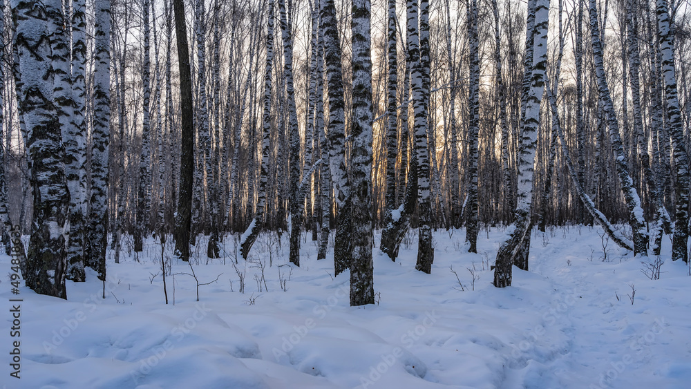 Winter birch grove. White trunks and branches against a pinkish morning sky. The path is trodden among snowdrifts. Altai Winter birch grove. White trunks and branches against a pinkish morning sky. The path is trodden among snowdrifts. Altai