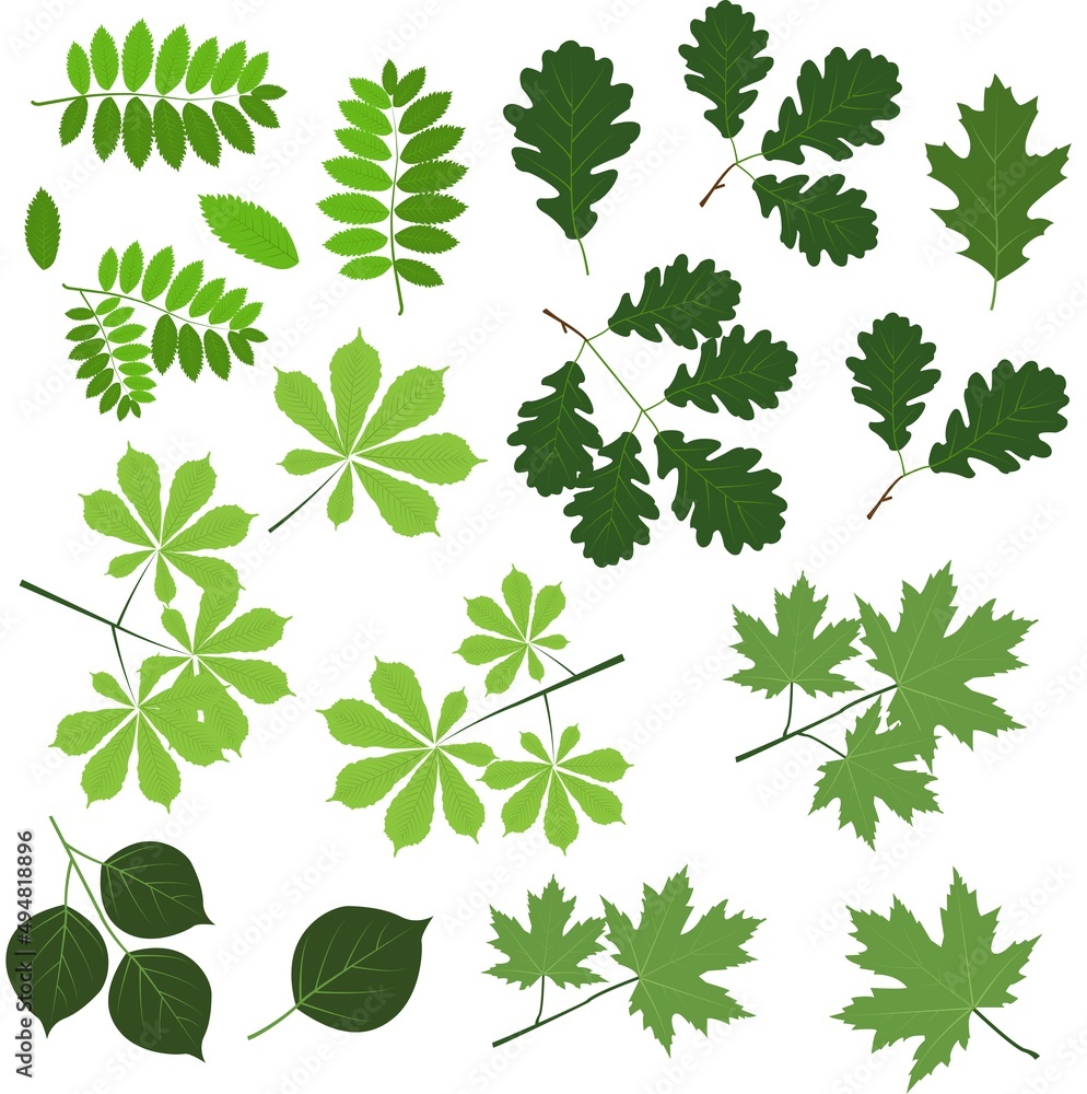 Big set of leaf silhouettes. Isolated figures on a white background. Collection of leaves of maple, chestnut, birch, rowan, oak, poplar, Vector illustration in green color Big set of leaf silhouettes. Isolated figures on a white background. Collection of leaves of maple, chestnut, birch, rowan, oak, poplar, Vector illustration in green color