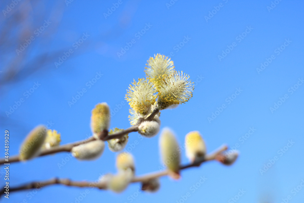a budding willow branch against the blue sky a budding willow branch against the blue sky