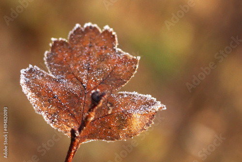 dry maple leaf in frost in autumn on a beige background