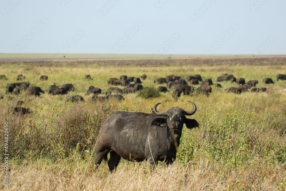 Obraz premium buffalo in the wild