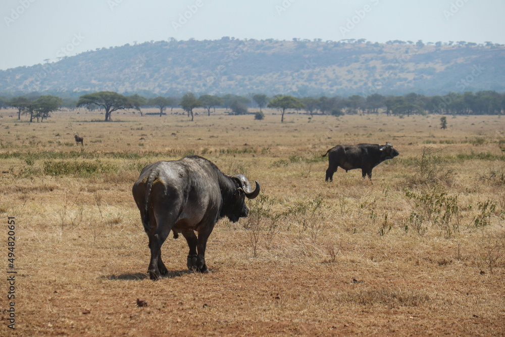 herd of buffalos in Serengeti national park country herd of buffalos in Serengeti national park country