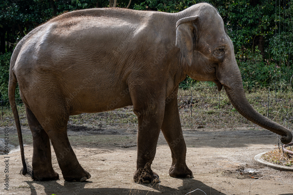 Fototapeta premium ゾウ