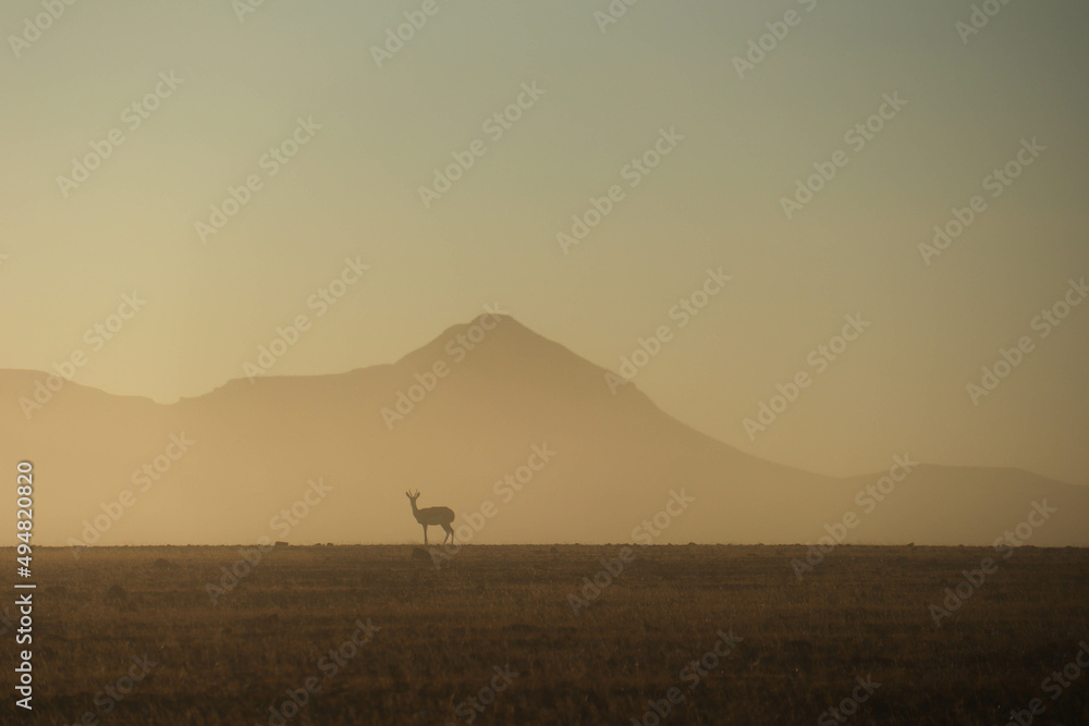 springbok in the morning fog