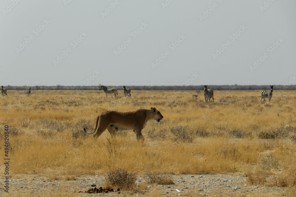 lioness in the wild lioness in the wild