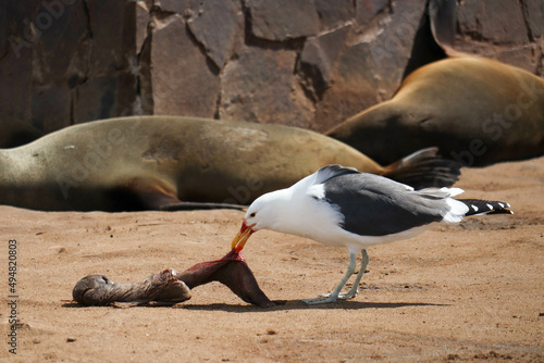 seagull eating a baby sea lion