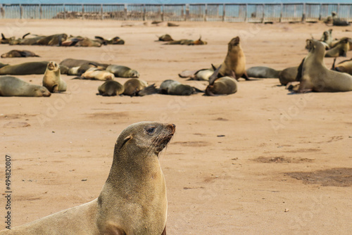 sea lion on the beach