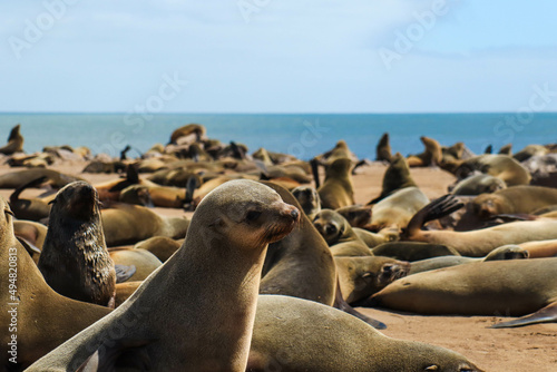sea lions on the beach