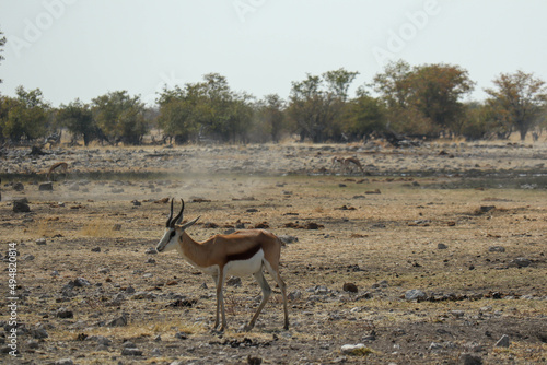 impala in the savannah