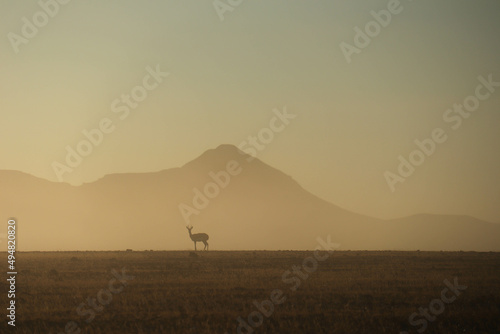 springbok in the morning fog