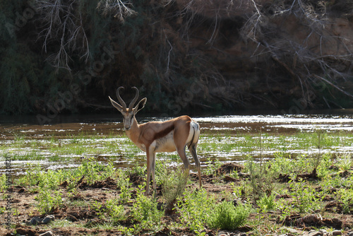 springbok in the forest