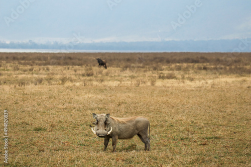warthog in the wild